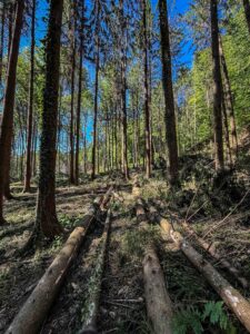 Holzschlägerung Hofer