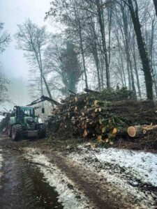 Holz